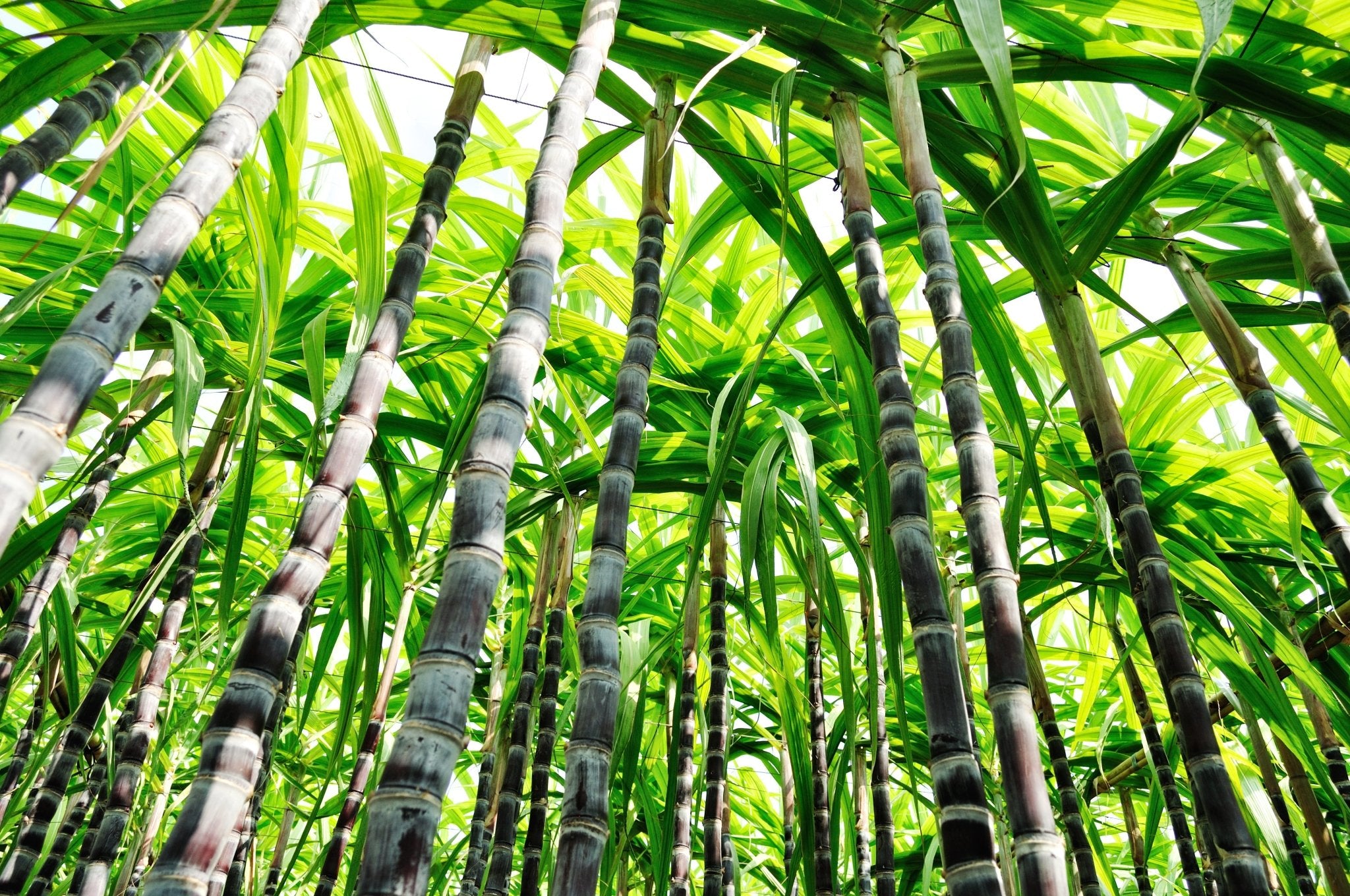 We are replacing 95% of all current plastic packaging with sustainable sugarcane BIO-Plastics! | Soleil Toujours